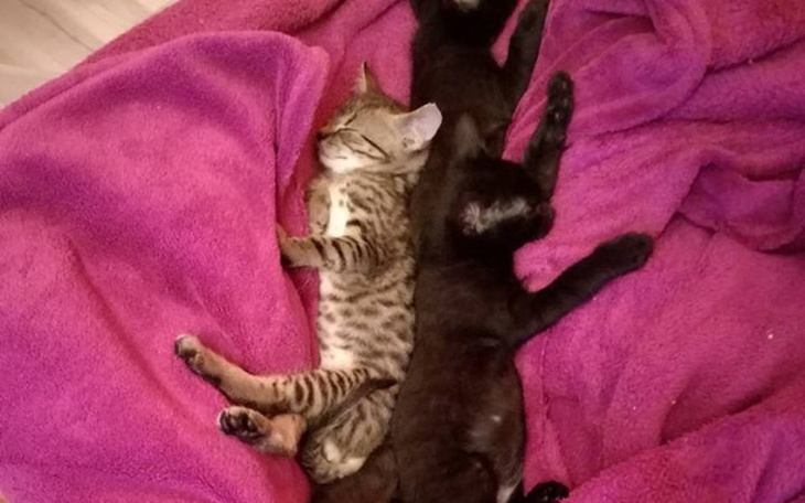 Zbiórka Kotki porzucone przez mamę - zdjęcie główne