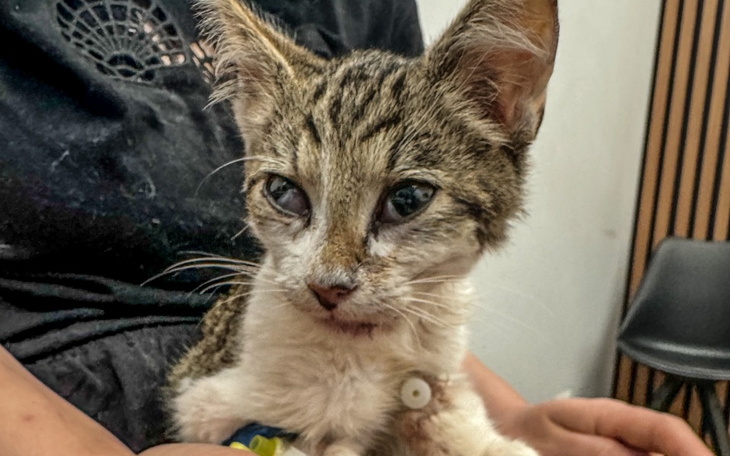 Zbiórka Potrącony Makaronik - zdjęcie główne