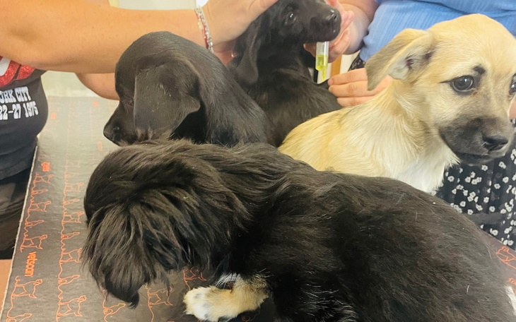 Zbiórka Szczeniaki z olx - zdjęcie główne