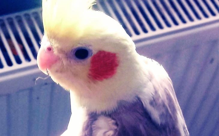 Zbiórka Podaj łapkę - zdjęcie główne