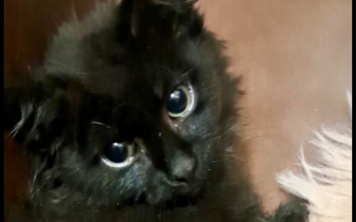 Zbiórka Operacja lub amputacja - zdjęcie główne