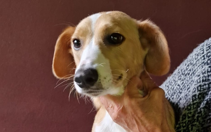 Zbiórka Na kastrację i szczepienia psów - zdjęcie główne