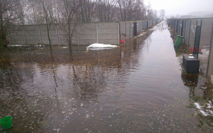 Zalany teren w schronisku dla zwierząt, z wodą na drodze.