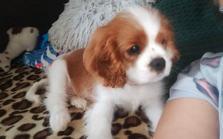 Zbiórka Operujemy oczka - zdjęcie główne