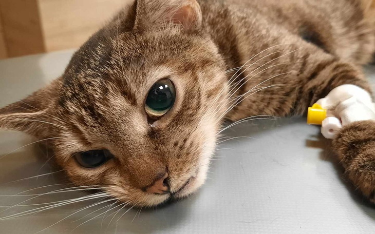 Zbiórka Pomóżmy kotce Nigiri - zdjęcie główne