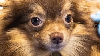 Zbiórka Na tomograf dla Suzi - miniaturka zdjęcia