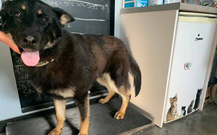 Zbiórka Znaleziony pod lasem-RATUJEMY - zdjęcie główne