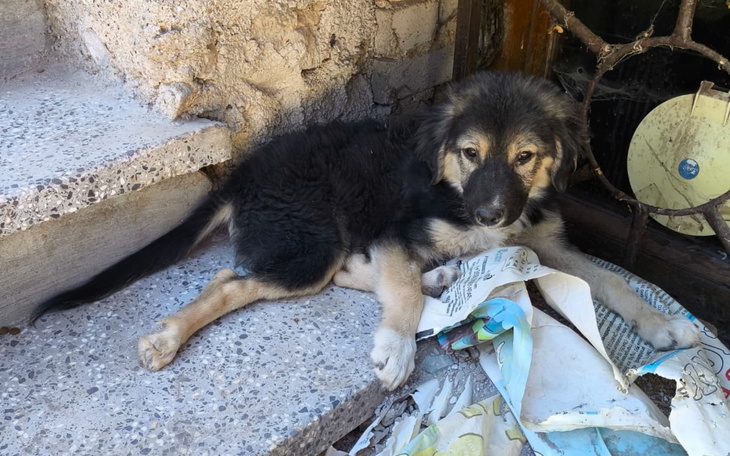 Szczeniak leżący na schodach, otoczony odpadkami.