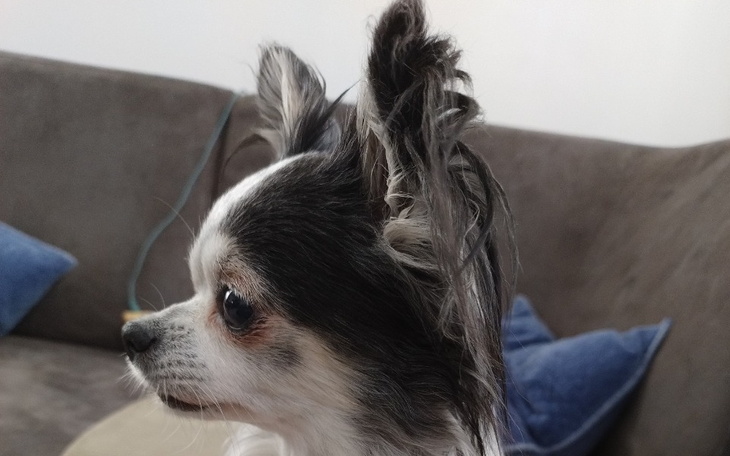 Zbiórka Na leczenie chorego psa Miłosza - zdjęcie główne