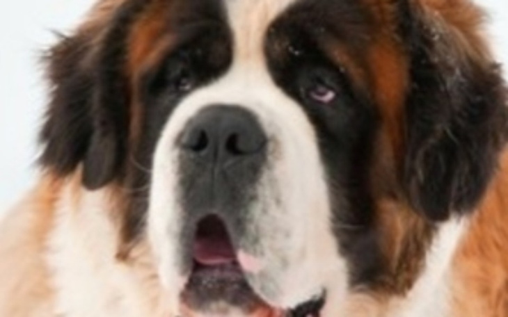 Zbiórka Bernardyn - zdjęcie główne