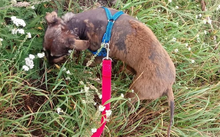 Zbiórka Pomóżmy wrócić do zdrowia - zdjęcie główne