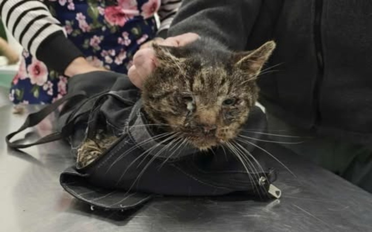 Zabrudzony kot w torbie, z widocznymi obrażeniami.