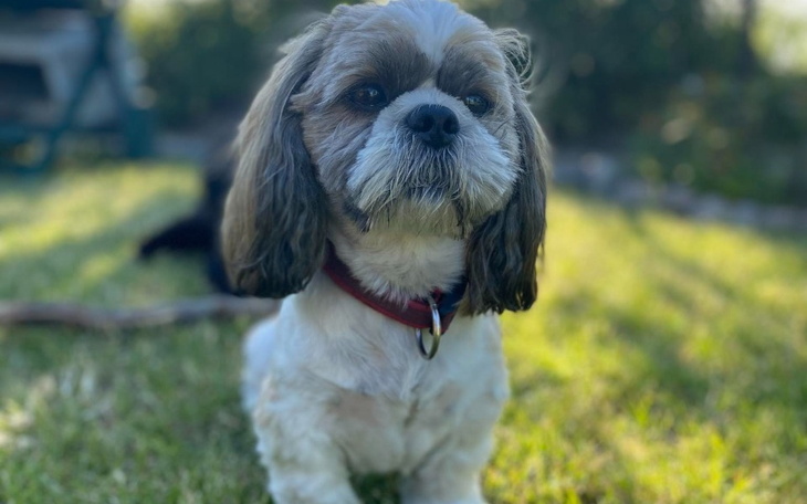 Zbiórka Pomóż Benkowi zacząć chodzić - zdjęcie główne