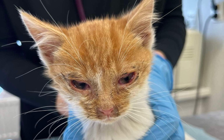 Kotek z podrażnionymi oczami w rękach weterynarza.