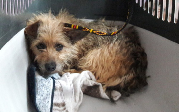 Zbiórka Dramat Psów! - zdjęcie główne