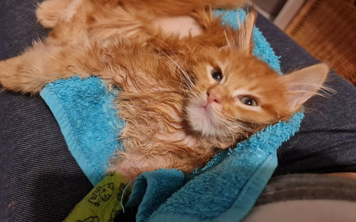 Zbiórka Walka z wodogłowiem małego kotka - zdjęcie główne