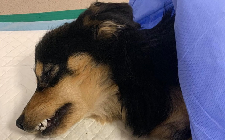 Zbiórka Fuks walczy o pełną sprawność - zdjęcie główne