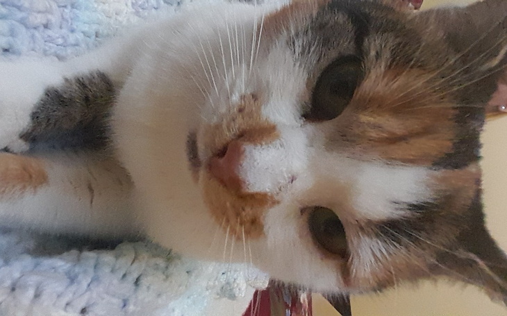 Zbiórka Dokarmianie kotów obok mojego do - zdjęcie główne