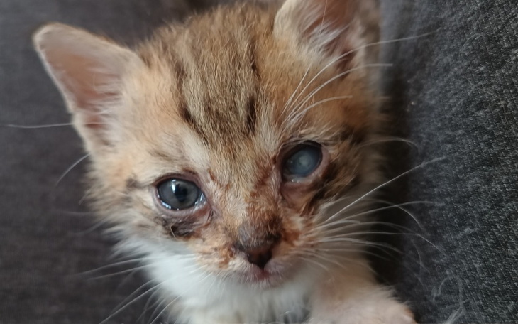 Zbiórka Karma na wrzesień i październik - zdjęcie główne