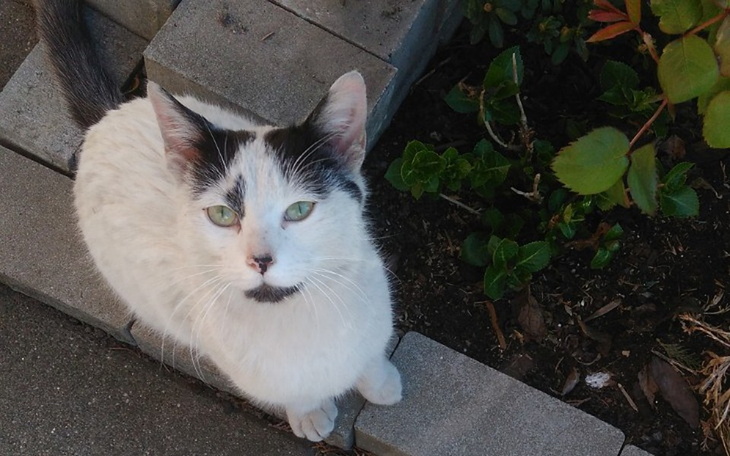 Zbiórka Operacja i leczenie kota - zdjęcie główne