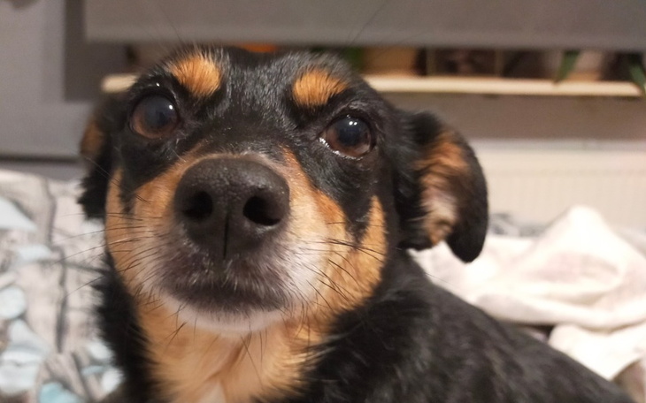 Zbiórka Zabieg dla Chloe - zdjęcie główne