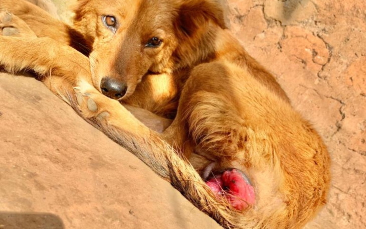 Zbiórka Zbiórka na operacje psa z Ugandy - zdjęcie główne