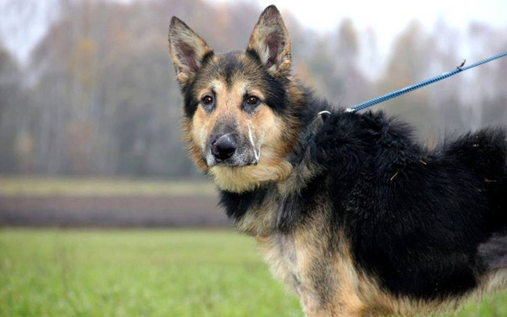 Zbiórka Staruszki w Sonieczkowie Kojce - zdjęcie główne