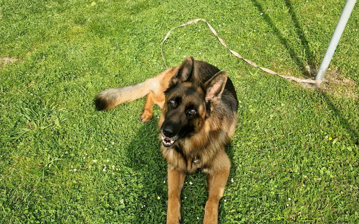 Owczarek niemiecki leżący na trawie, z uśmiechem.