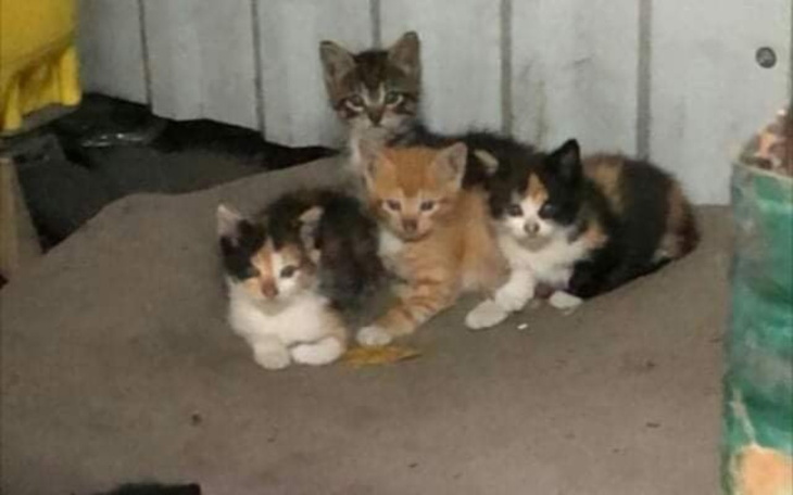 Zbiórka Na jedzenie dla głodnych kotów - zdjęcie główne