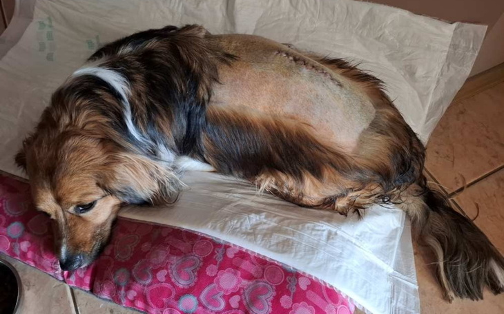 Pies leżący na łóżku, z widoczną raną na grzbiecie.