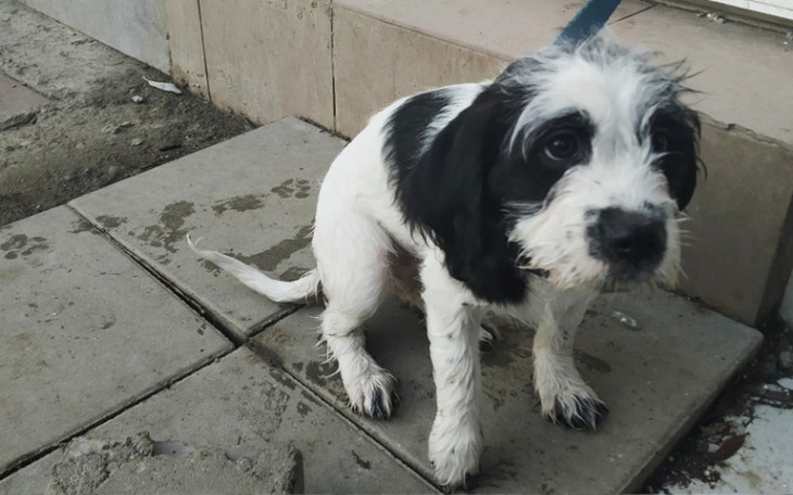 Zbiórka Operacja Łapy Perełki - zdjęcie główne