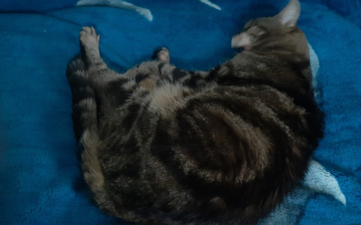 Zbiórka Pomoc dla kota pomoc - zdjęcie główne