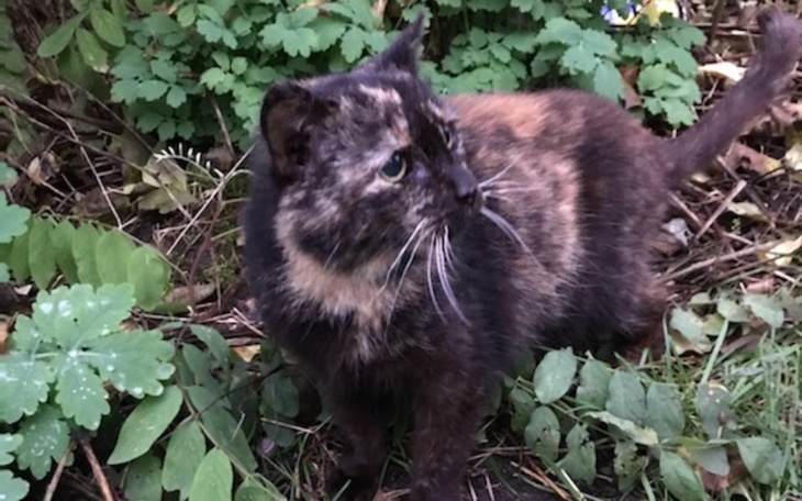 Zbiórka Na kastracje bezdomnych kotek - zdjęcie główne