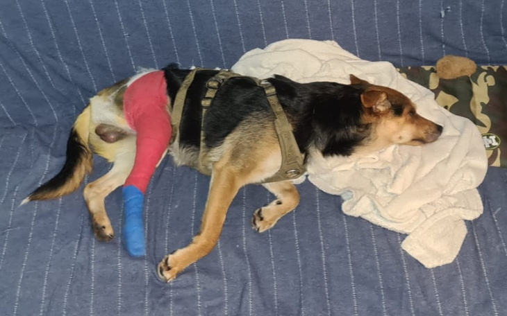 Zbiórka Ratujemy Łapkę Bąbla - zdjęcie główne