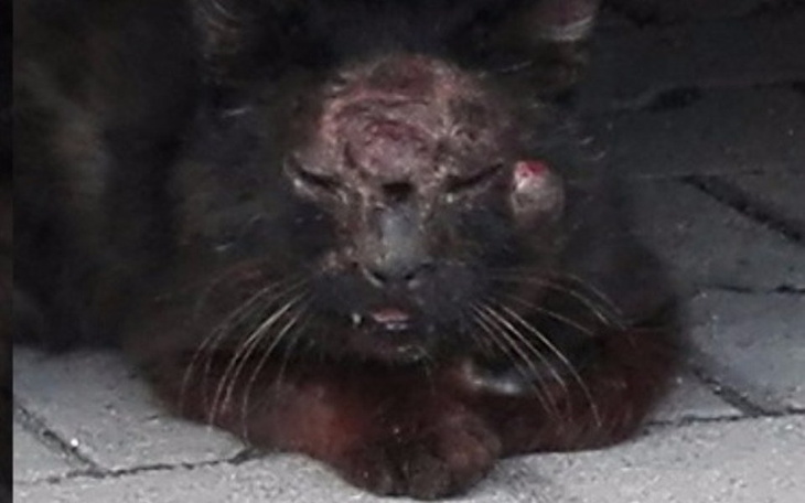 Chory kot z ranami na głowie, leżący na ziemi.