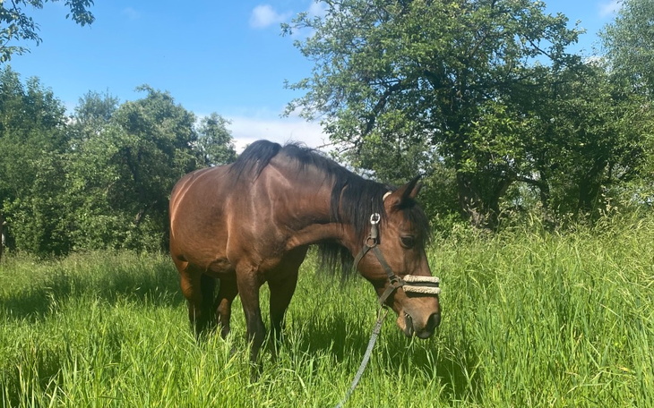 Zbiórka Pomóż Tatarowi Oddychać - zdjęcie główne