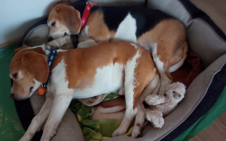 Zbiórka Roksanka i Presley-nierozłączni - zdjęcie główne