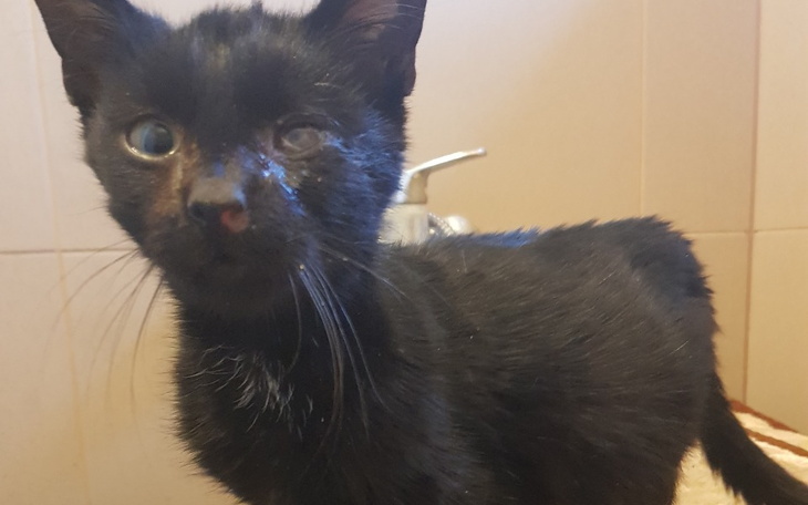 Czarny kot z uszkodzeniem oka, wygląda na zmartwionego.