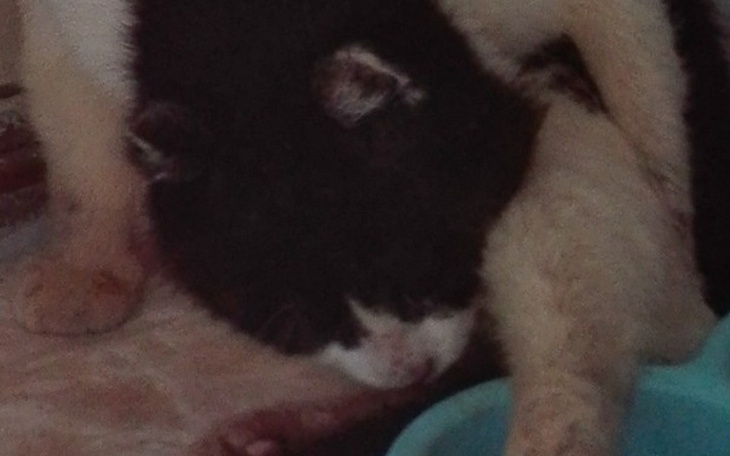 Zbiórka Stary kot spod krzaka - zdjęcie główne