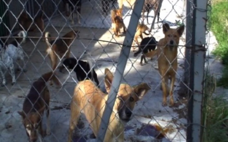 Zbiórka Zbiórka na karmę dla zwierząt - zdjęcie główne