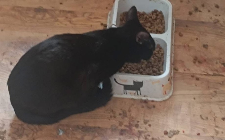 Czarny kot jedzący z miski na podłodze.