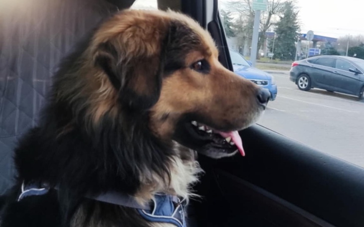 Pies siedzący w samochodzie, z wystawionym językiem.