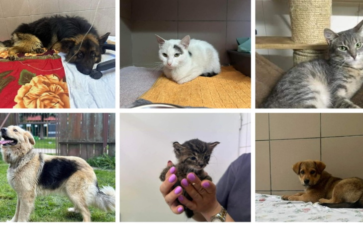 Zwierzęta w schronisku czekające na dom.