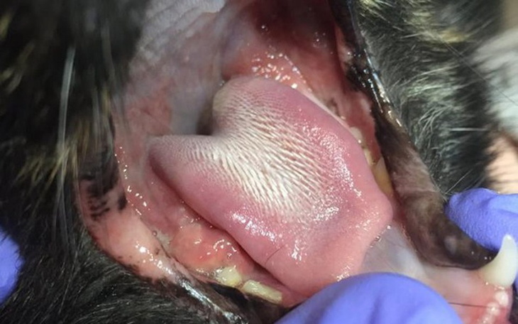 Zbiórka leczenie kotów Azylowego Stada - zdjęcie główne