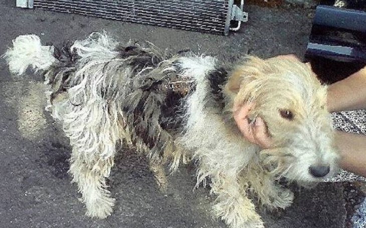 Zbiórka na karmę dla bezdomnych psiaków - zdjęcie główne