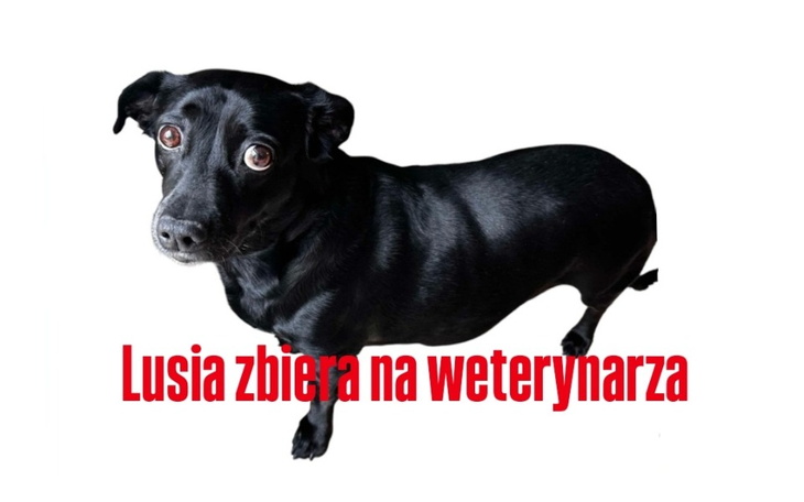 Czarny pies z wyrazistymi oczami, zbiera na weterynarza.