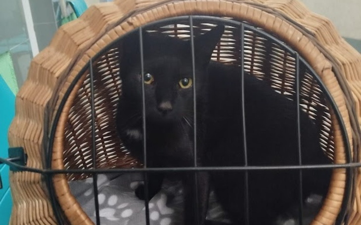 Zbiórka Jimmy - zapalenie otrzewnej - zdjęcie główne