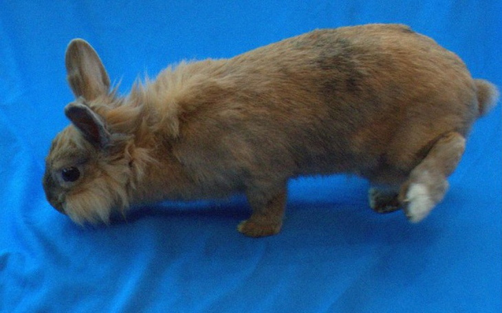 Zbiórka Ewcia - zdjęcie główne