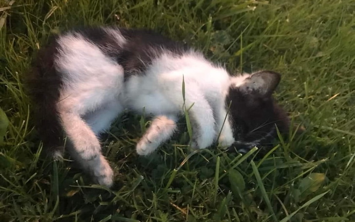 Zbiórka zbieranie na kotka - zdjęcie główne