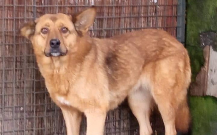 Zbiórka Psy odebrane śmierci - zdjęcie główne